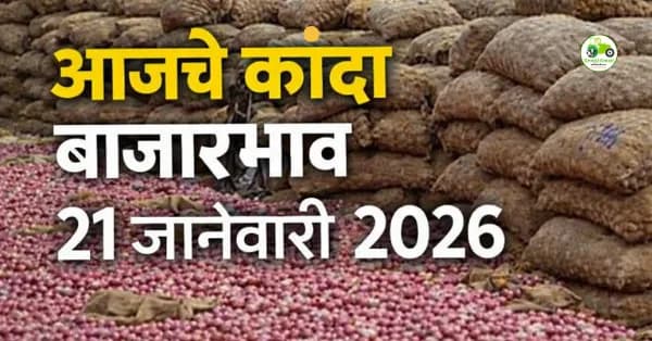 आजचे कांदा बाजारभाव 21 जानेवारी 2026 | महाराष्ट्र बाजार समिती कांदा दर, आवक आणि विश्लेषण