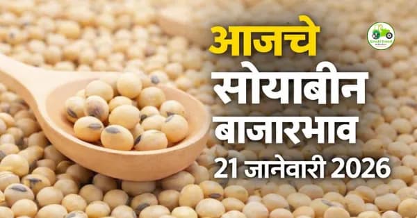 आजचे सोयाबीन बाजारभाव 21 जानेवारी 2026 | महाराष्ट्र सोयाबीन दर, आवक आणि विश्लेषण