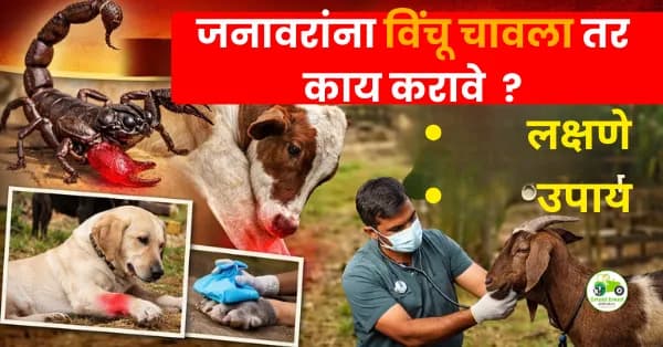 जनावरांना विंचू चावला तर काय करावे? | लक्षणे, प्रथमोपचार आणि उपचार