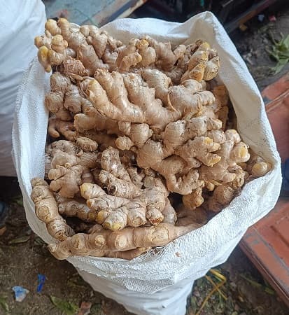 अद्रक विक्रीस उपलब्ध