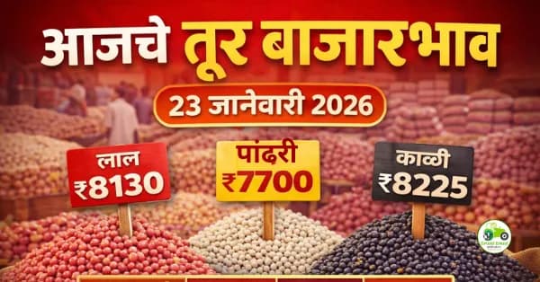 तूर बाजारभाव 23 जानेवारी 2026 | आजचे दर, आवक आणि बाजार विश्लेषण