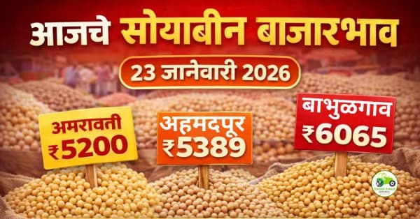 सोयाबीन बाजारभाव 23 जानेवारी 2026 | आजचे दर, आवक आणि बाजार विश्लेषण