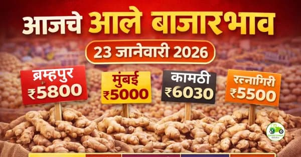 आले बाजारभाव 23 जानेवारी 2026 | आजचे दर, आवक आणि बाजार विश्लेषण