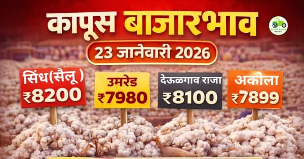 कापूस बाजारभाव 23 जानेवारी 2026 | आजचे दर, आवक आणि बाजार विश्लेषण