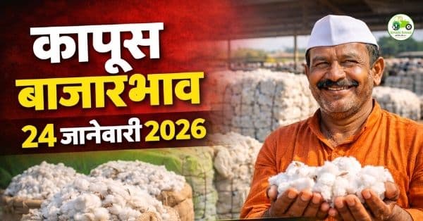 कापूस बाजारभाव 24 जानेवारी 2026 | आजचे ताजे कापूस दर महाराष्ट्र