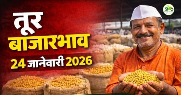 तूर बाजारभाव 24 जानेवारी 2026 | महाराष्ट्रातील आजचे ताजे दर