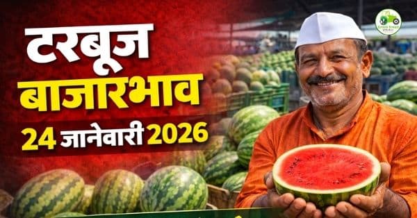 टरबूज बाजारभाव 24 जानेवारी 2026 | महाराष्ट्रातील आजचे ताजे दर