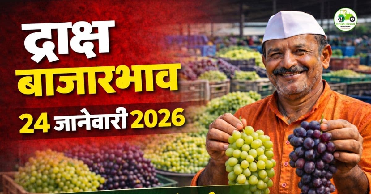 द्राक्ष बाजारभाव 24 जानेवारी 2026 | महाराष्ट्रातील आजचे ताजे दर