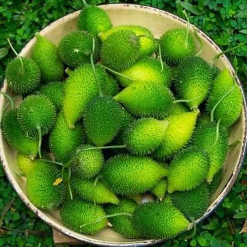 करटोली रान भाजीची रोपे व कंद मिळतील