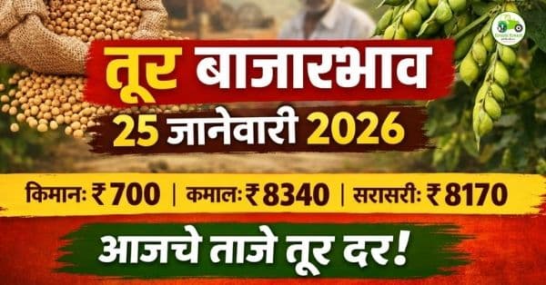 तूर बाजारभाव 25 जानेवारी 2026 | महाराष्ट्रातील आजचे ताजे तूर दर