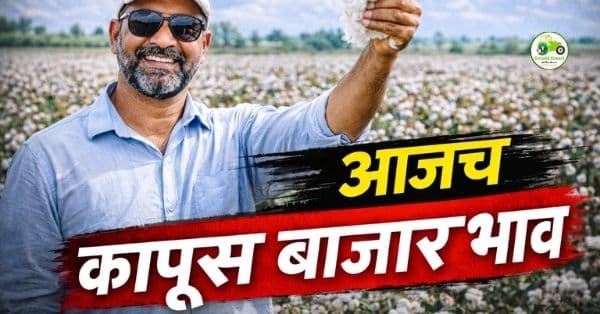 कापूस बाजारभाव 25 जानेवारी 2026 | धारणी, भिवापूर, वरोरा-शेगाव आजचे दर