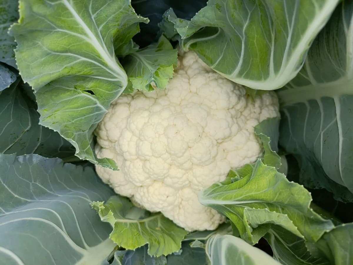 फुलकोबी विक्रीस उपलब्ध