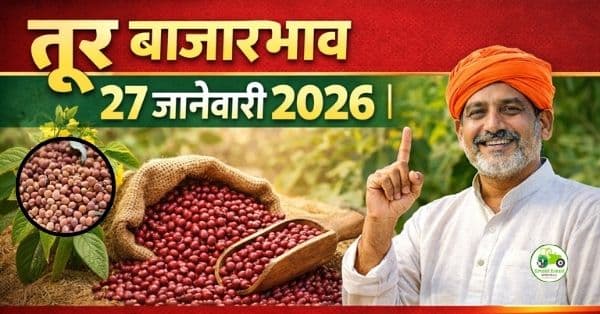 तूर बाजारभाव 27 जानेवारी 2026 | आजचे ताजे तूर दर महाराष्ट्र