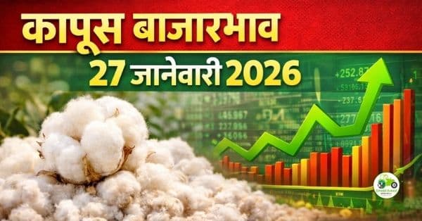 कापूस बाजारभाव 27 जानेवारी 2026 | आजचे ताजे कापूस दर महाराष्ट्र