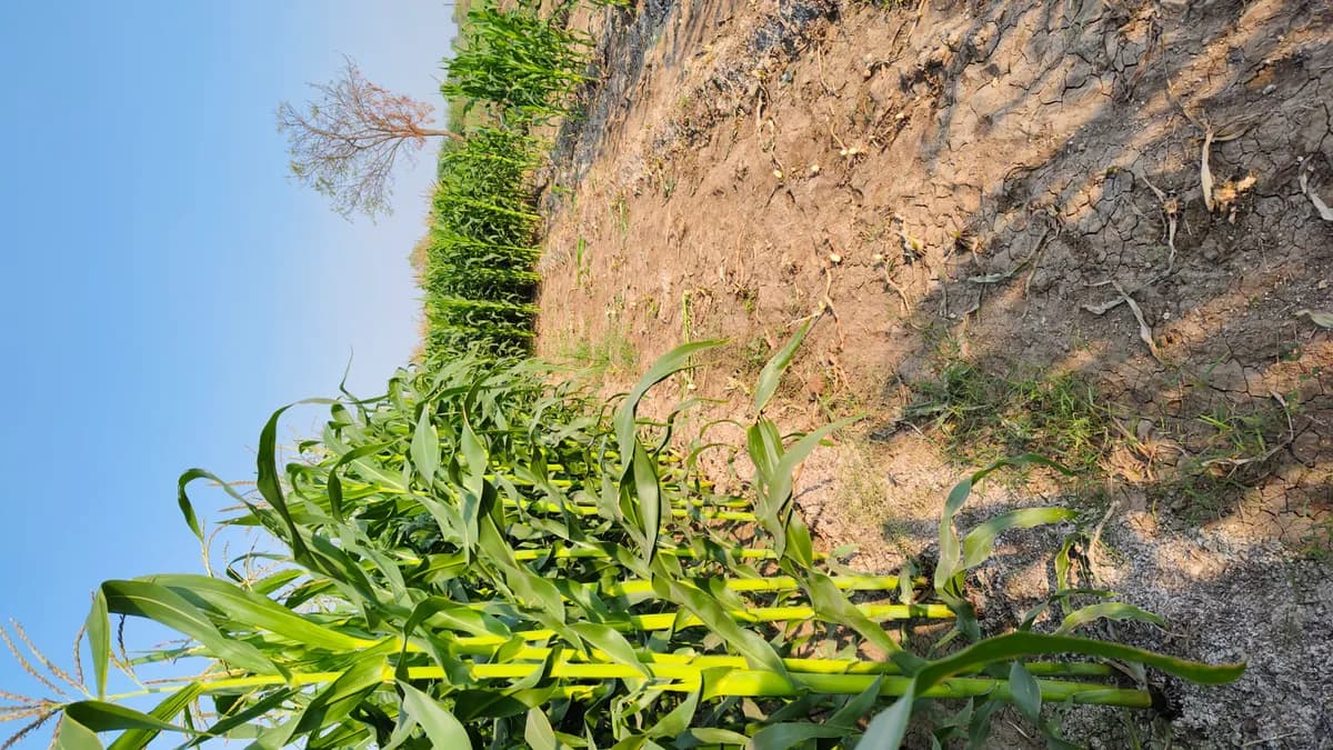 मका चारा – १ एकर चार्‍यासाठी देणे आहे