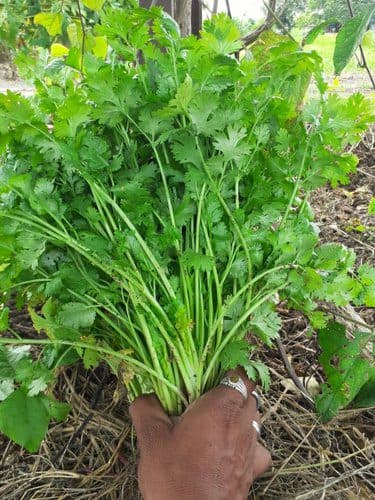 एक एकर कोथिंबीर विकणे आहे