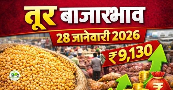 तूर बाजारभाव 28 जानेवारी 2026 | आजचे ताजे तूर दर महाराष्ट्र