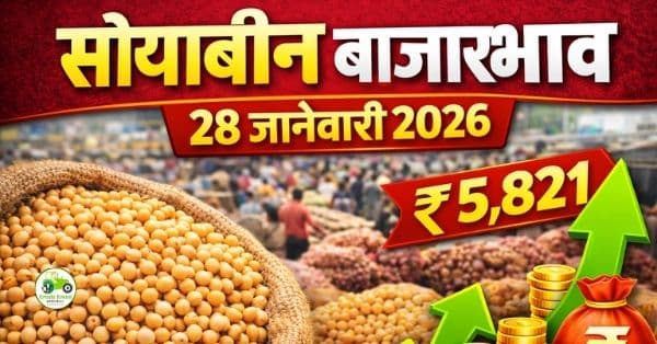 सोयाबीन बाजारभाव 28 जानेवारी 2026 | महाराष्ट्रातील आजचे ताजे दर व बाजार विश्लेषण