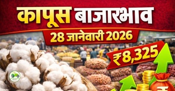 कापूस बाजारभाव 28 जानेवारी 2026 | महाराष्ट्रातील आजचे ताजे दर व बाजार विश्लेषण