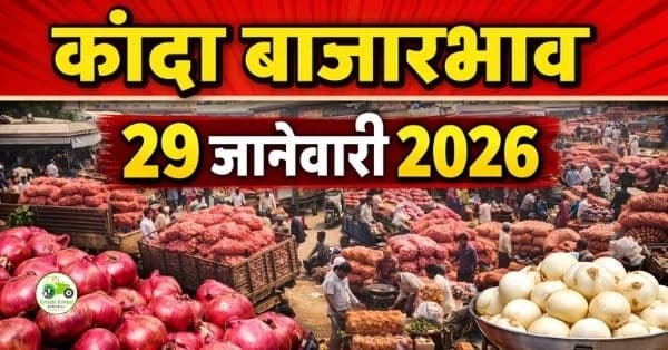 कांदा बाजारभाव 29 जानेवारी 2026 | आजचे कांदा दर महाराष्ट्र