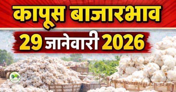 कापूस बाजारभाव 29 जानेवारी 2026 | आजचे कापूस दर महाराष्ट्र