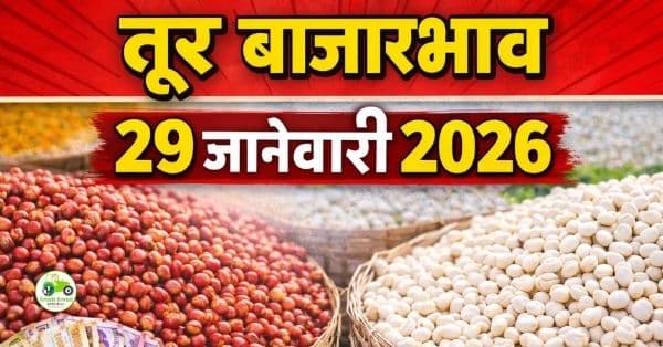तूर बाजारभाव 29 जानेवारी 2026 | आजचे तूर दर महाराष्ट्र