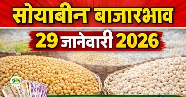 सोयाबीन बाजारभाव 29 जानेवारी 2026 | आजचे सोयाबीन दर महाराष्ट्र