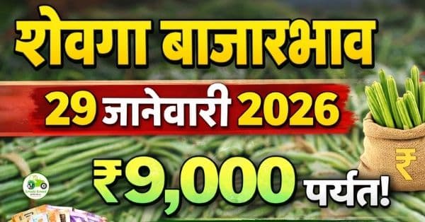 शेवगा बाजारभाव 29 जानेवारी 2026 | आजचा शेवगा दर महाराष्ट्र