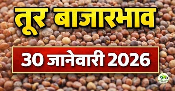 महाराष्ट्र तूर बाजारभाव 30 जानेवारी 2026