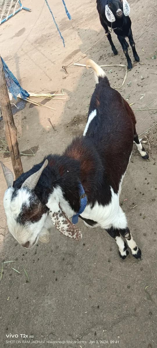 तोतापरी बोकड विक्रीसाठी उपलब्ध