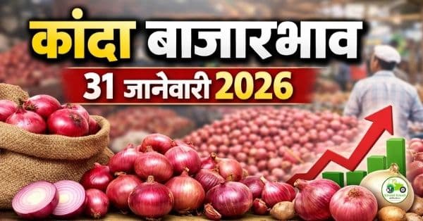 कांदा बाजारभाव 31 जानेवारी 2026 | आजचे कांदा दर महाराष्ट्र