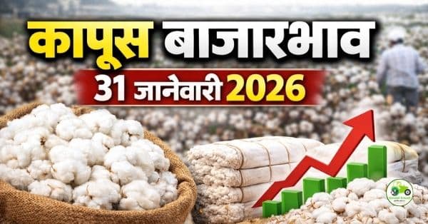 कापूस बाजारभाव 31 जानेवारी 2026 | आजचे कापूस दर महाराष्ट्र