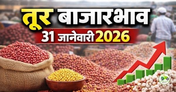 तूर बाजारभाव 31 जानेवारी 2026 | आजचे तूर दर महाराष्ट्र