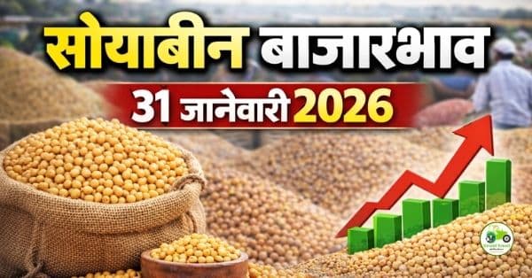 सोयाबीन बाजारभाव 31 जानेवारी 2026 | आजचे महाराष्ट्रातील दर