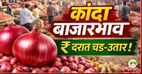 कांदा बाजारभाव 01 फेब्रुवारी 2026 | आजचे ताजे कांदा दर महाराष्ट्र