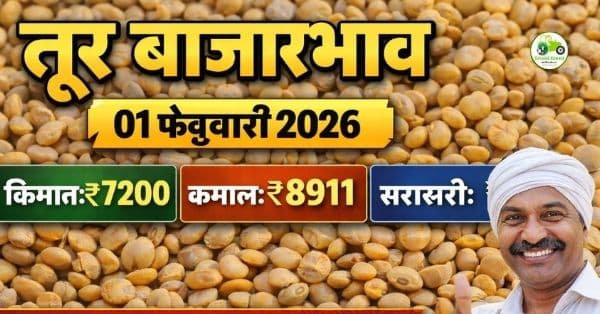 तूर बाजारभाव 01 फेब्रुवारी 2026 | आजचे ताजे तूर दर महाराष्ट्र