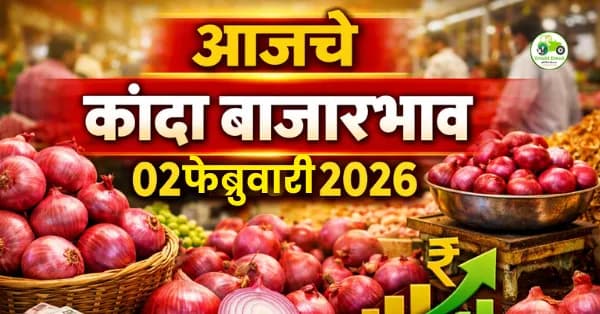 आजचे कांदा बाजारभाव 02 फेब्रुवारी 2026