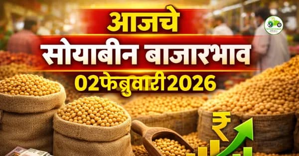 आजचे सोयाबीन बाजारभाव 02 फेब्रुवारी 2026 | Maharashtra Soybean Rate