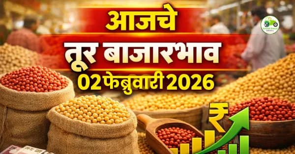 आजचे तूर बाजारभाव 02 फेब्रुवारी 2026 | Maharashtra Tur Rate