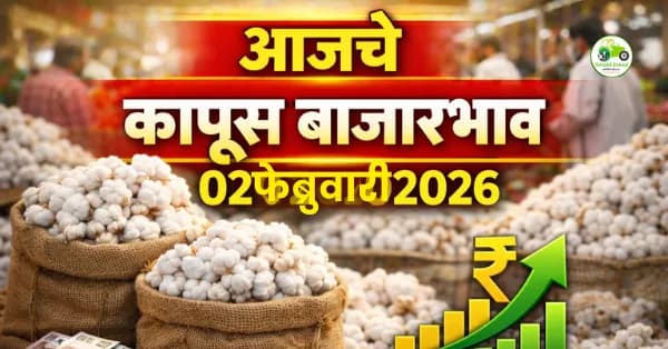 आजचे कापूस बाजारभाव 02 फेब्रुवारी 2026