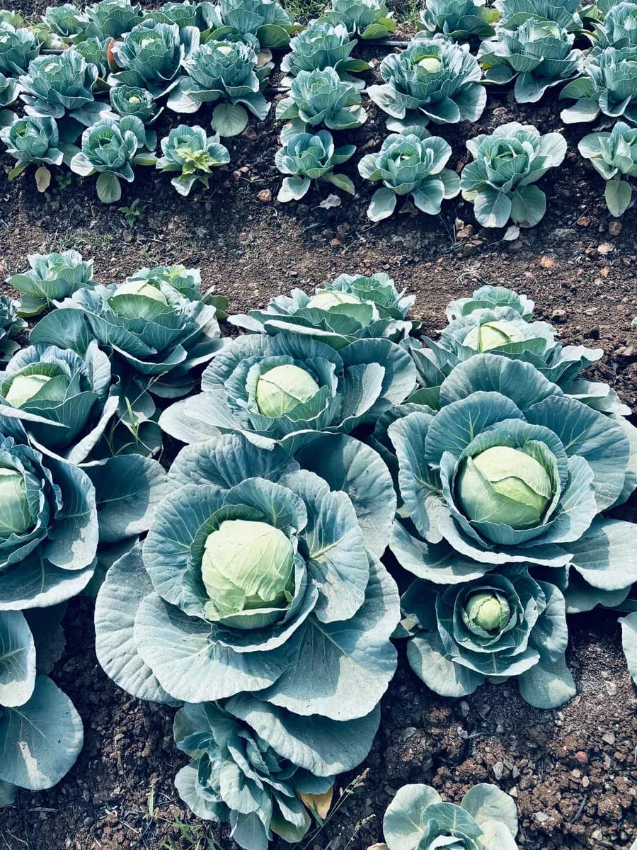 थेट शेतकरी ते ग्राहक – पताकोबी विक्री