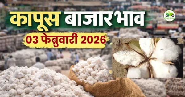 कापूस बाजारभाव 03 फेब्रुवारी 2026 | आजचे कापूस दर महाराष्ट्र