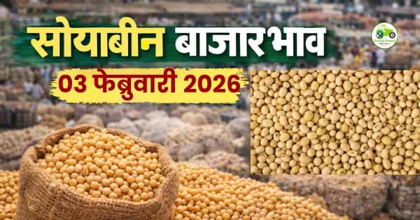 सोयाबीन बाजारभाव 03 फेब्रुवारी 2026 | आजचे सोयाबीन दर महाराष्ट्र