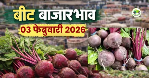 बीट बाजारभाव 03 फेब्रुवारी 2026 | आजचे बीट दर महाराष्ट्र