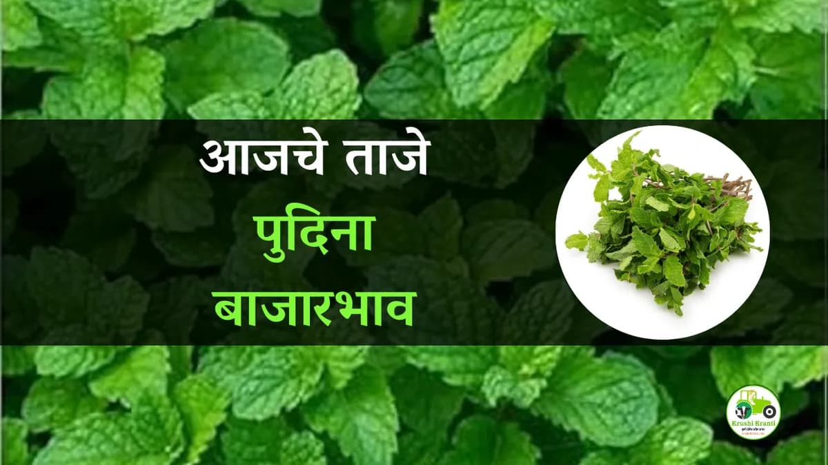 आजचे पुदिना बाजारभाव