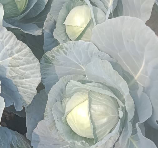 कोबी विकणे आहे