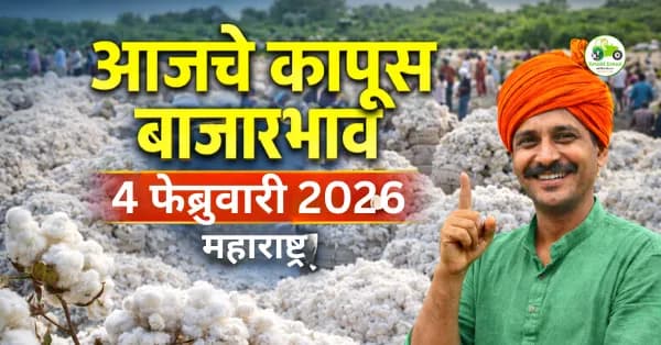 कापूस बाजारभाव 04 फेब्रुवारी 2026 | आजचे कापूस दर महाराष्ट्र