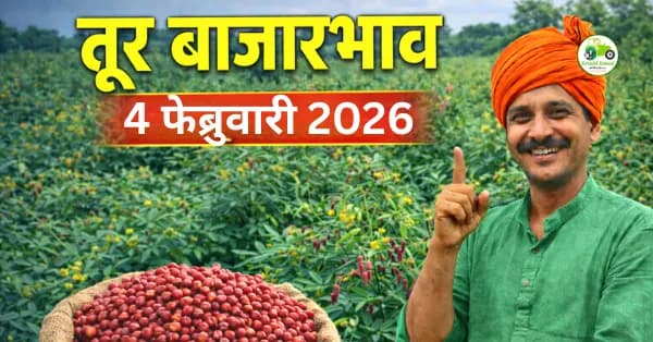 तूर बाजारभाव 04 फेब्रुवारी 2026 | आजचे तूर दर महाराष्ट्र