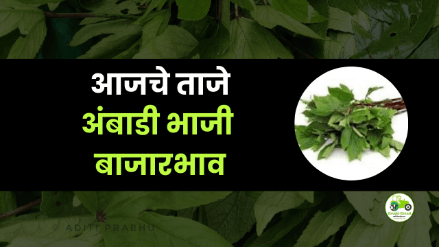 आजचे अंबाडी भाजी बाजारभाव 