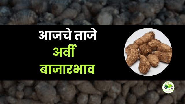 आजचे अर्वी बाजारभाव